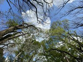 esta es bosque mahagoni en jogjakarta. en esta bosque muchos biodiversidad y ninguna antiguo celementerio en aquí foto