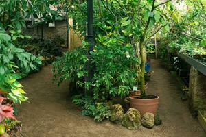 interior of a large greenhouse with a collection of tropical plants photo