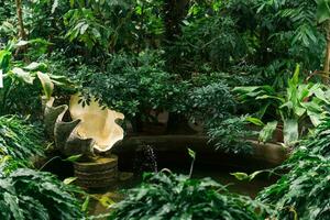 decorativo fuente en el reservorio de el paludario con helechos foto