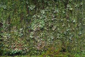 background, texture - surface completely covered with lichens and moss photo