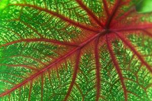 background, texture, colored leaf of caladium plant close-up photo