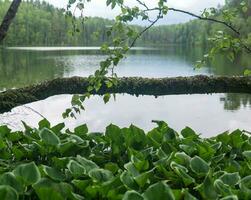 ver desde el madera matorral a el apuntalar de el bosque lago foto