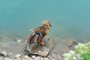 mallard duck, dries on a stone near the shore photo