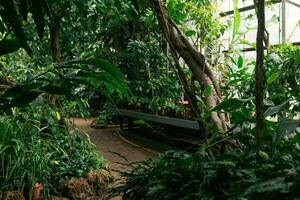 interior of a large greenhouse with a collection of tropical plants photo