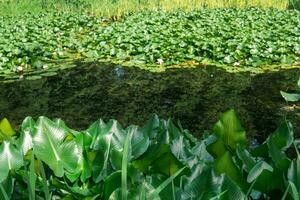 aquatic vegetation on the banks of a standing reservoir photo