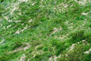 partially blurred landscape with spring grassland on on the mountain slope photo