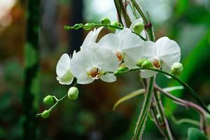 blooming white moth orchid among tropical vegetation close-up photo