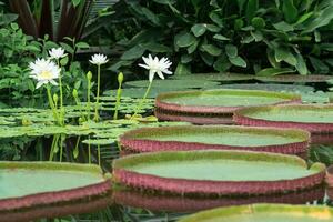 flowering tropical aquatic plants in the greenhouse pool photo