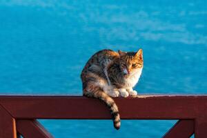 cat sitting on a fence against the background of the sea photo