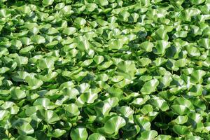 landscape lotus leaves completely cover the surface of the water photo