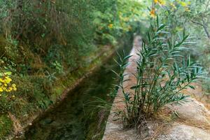 concrete artificial rill among vegetation in a mountainous area photo