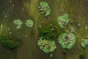 background, texture - surface covered with lichens and moss photo