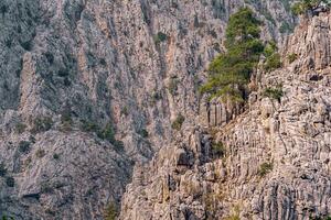 montaña paisaje - pino arboles entre rocoso acantilados foto