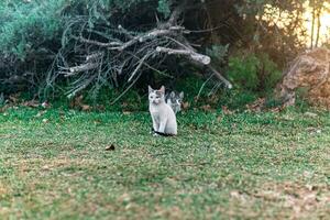 two stray kittens near his shelter in the bushes in the park photo