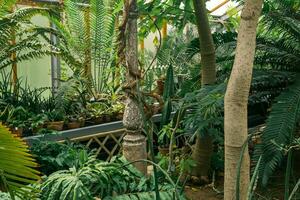 interior of an old greenhouse with a collection of tropical plants photo