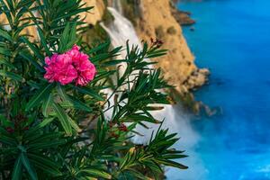 purple oleander flower on a rock against the backdrop of a large waterfall photo