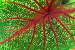 background, texture, colored leaf of caladium plant close-up photo