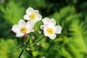 pálido rosado anémona flores de cerca en un borroso natural antecedentes foto