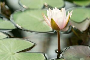 fresh clean lotus flower bud rising from swamp water photo