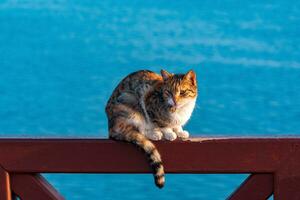 cat sitting on a fence against the background of the sea photo