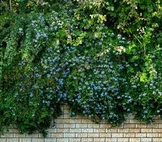 garden fence, hidden by lush thickets of climbing plants with blue flowers photo