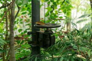 block with a cable for opening the window on the dome in an old greenhouse photo