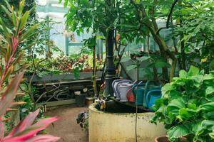 interior de un grande invernadero con un colección de tropical plantas ang equipo foto