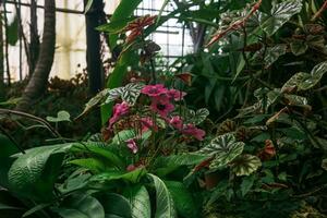 blooming tropical plants in the large greenhouse photo