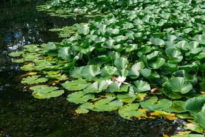 lotus leaves cover the surface of the water, pure flowers rise from the swamp mud photo