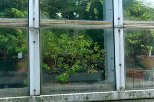 section of a glass wall of a tropical flower greenhouse, outside view photo