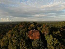 AI generated a forest with trees and a mountain in the background photo