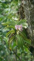 a close up of a purple orchid flower. t Vanda foetida J.J.S is an endemic orchid in Sumatra which first described in 1906 by J.J. Smith. was first found in Palembang, South Sumatra. photo