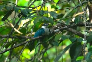 a small brown and white bird sitting on a branch photo