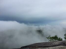 a peatland of sumatra rain forest photo