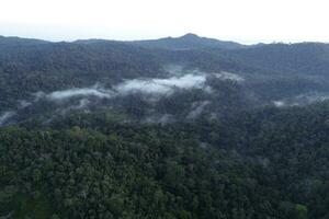 Biodiversity of sumatra rainforest photo