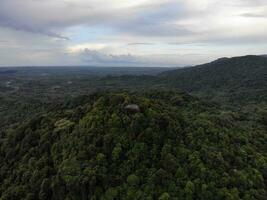 AI generated a forest with trees and a mountain in the background photo