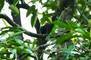 a small brown and white bird sitting on a branch photo