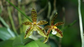 two orchids are sitting on top of each other photo