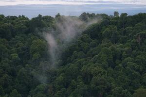 AI generated a forest with trees and a mountain in the background photo