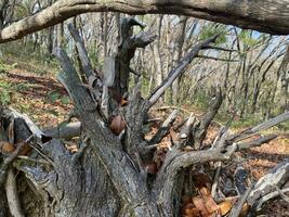 This is forest mahagoni in jogjakarta. In this forest many biodiversity and any old celemetery in here photo