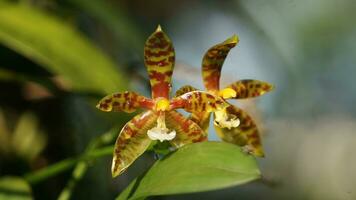 two orchids are sitting on top of each other photo