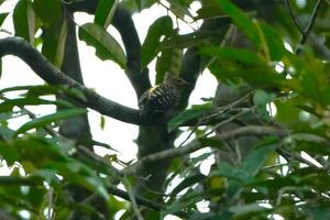 a small brown and white bird sitting on a branch photo