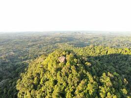 AI generated a forest with trees and a mountain in the background photo