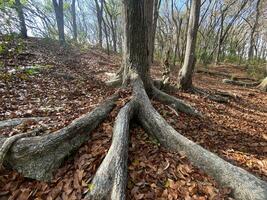 esta es bosque mahagoni en jogjakarta. en esta bosque muchos biodiversidad y ninguna antiguo celementerio en aquí foto