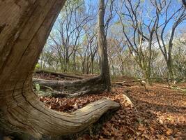 This is forest mahagoni in jogjakarta. In this forest many biodiversity and any old celemetery in here photo