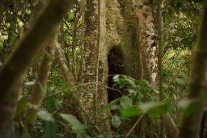 Biodiversity of sumatra rainforest photo