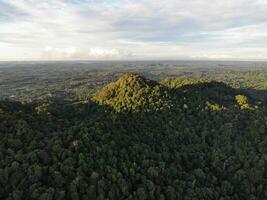 AI generated a forest with trees and a mountain in the background photo