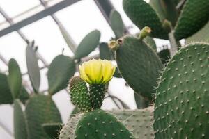 young prickly pear cactus leaves with yellow flower photo