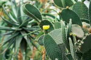 prickly pear cactus leaves with yellow flowers and unripe fruits photo