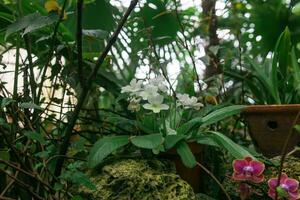 tropical flowers growing in the large greenhouse photo